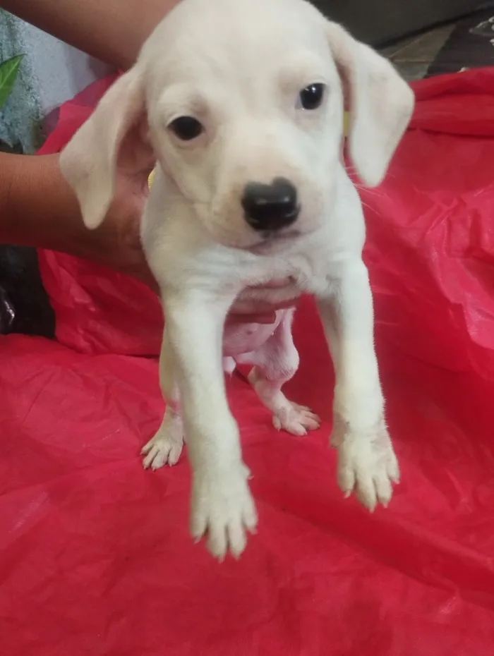 Cachorro raça SRD-ViraLata idade Abaixo de 2 meses nome Lola 