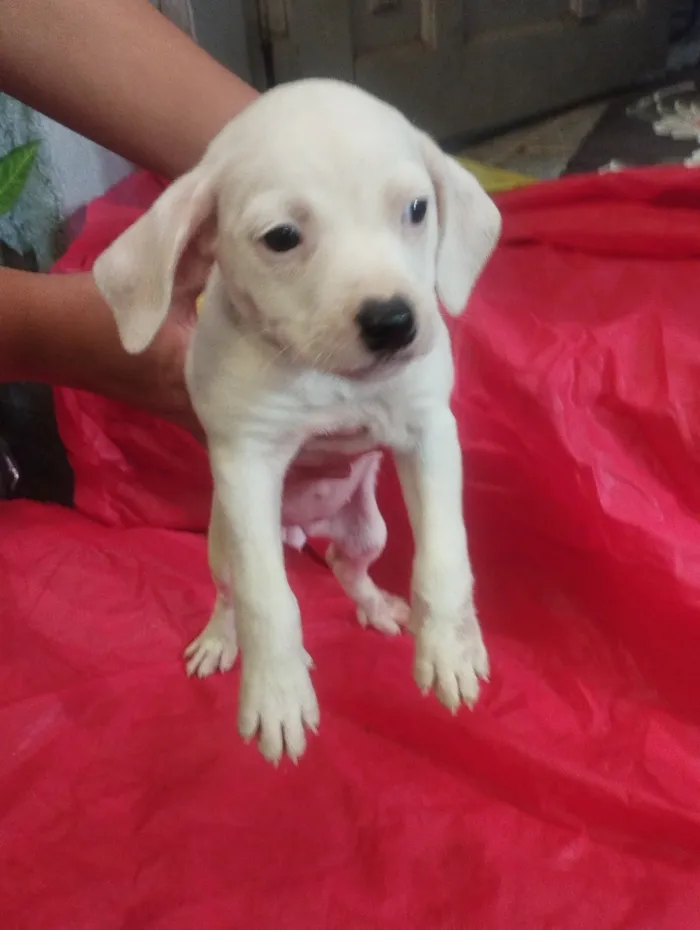 Cachorro raça SRD-ViraLata idade Abaixo de 2 meses nome Lola 