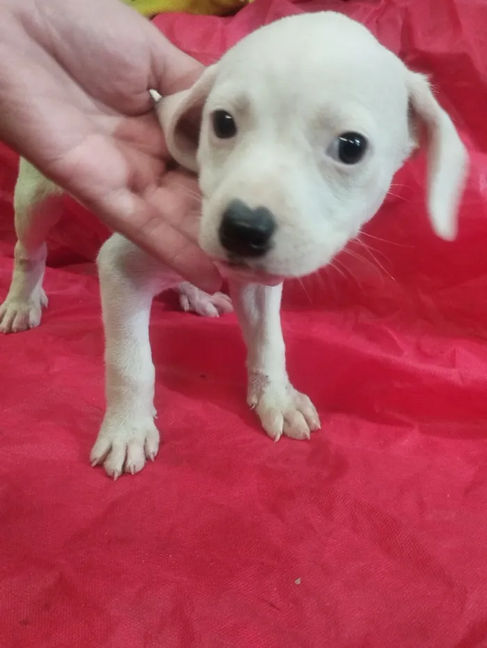 Cachorro raça SRD-ViraLata idade Abaixo de 2 meses nome Lola 