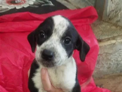 Cachorro raça SRD-ViraLata idade Abaixo de 2 meses nome Amora