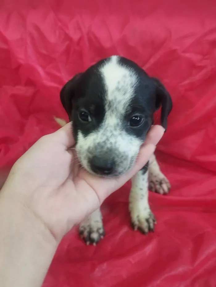 Cachorro raça SRD-ViraLata idade Abaixo de 2 meses nome Amora