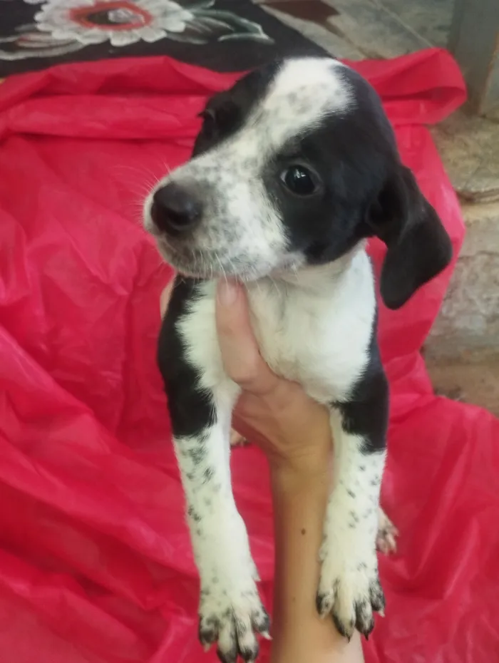 Cachorro raça SRD-ViraLata idade Abaixo de 2 meses nome Amora