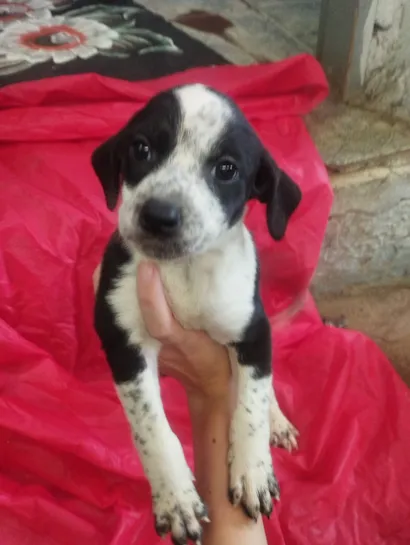 Cachorro raça SRD-ViraLata idade Abaixo de 2 meses nome Amora