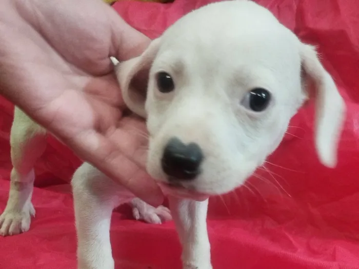 Cachorro raça SRD-ViraLata idade Abaixo de 2 meses nome Lola 