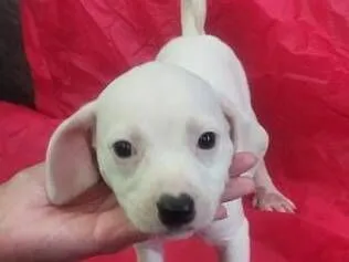 Cachorro raça SRD-ViraLata idade Abaixo de 2 meses nome Lola 