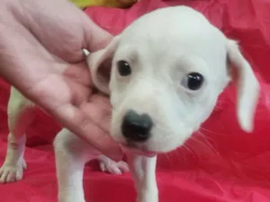 Cachorro raça SRD-ViraLata idade Abaixo de 2 meses nome Lola 