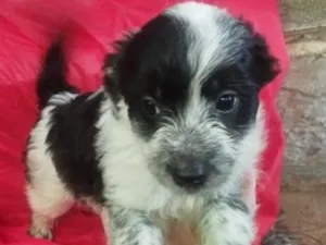 Cachorro raça SRD-ViraLata idade Abaixo de 2 meses nome Ben