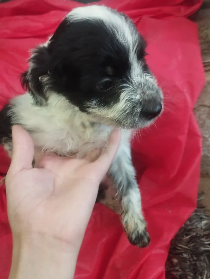 Cachorro raça SRD-ViraLata idade Abaixo de 2 meses nome Ben