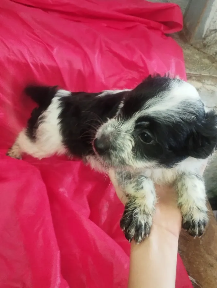 Cachorro raça SRD-ViraLata idade Abaixo de 2 meses nome Ben
