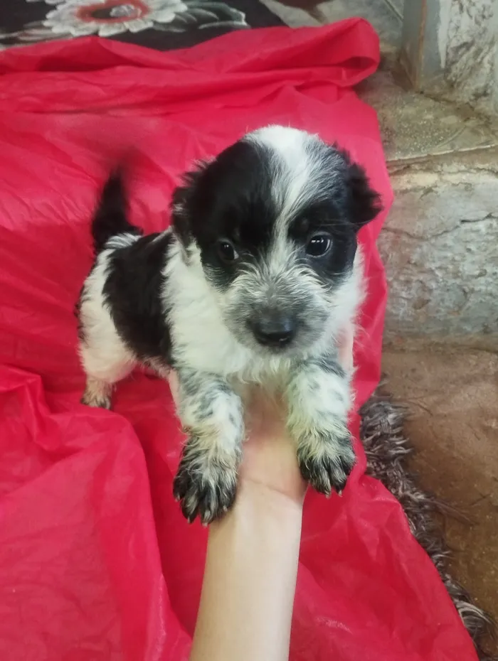 Cachorro raça SRD-ViraLata idade Abaixo de 2 meses nome Ben