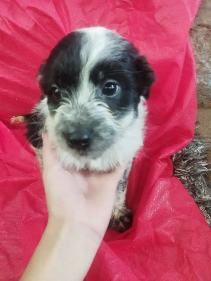 Cachorro raça SRD-ViraLata idade Abaixo de 2 meses nome Ben