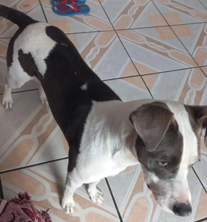Cachorro raça SRD-ViraLata idade Abaixo de 2 meses nome Ben