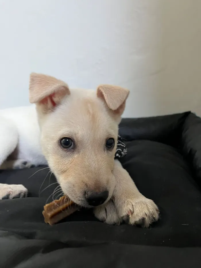 Cachorro raça SRD-ViraLata idade 2 a 6 meses nome Jorge