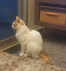 Gato raça Van Turkish idade 3 anos nome Lio