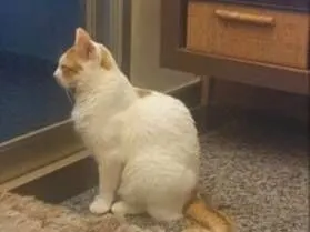 Gato raça Van Turkish idade 3 anos nome Lio