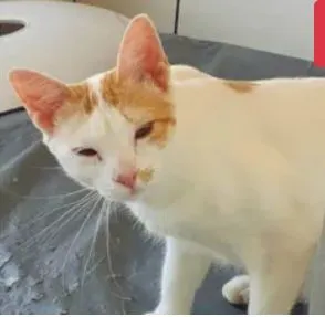 Gato raça Van Turkish idade 3 anos nome Lio
