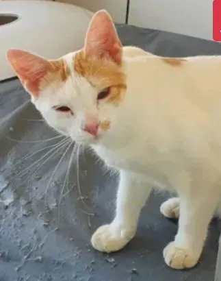 Gato raça Van Turkish idade 3 anos nome Lio