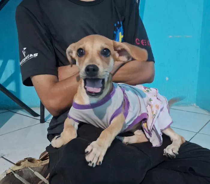 Cachorro raça SRD-ViraLata idade 2 a 6 meses nome Mel