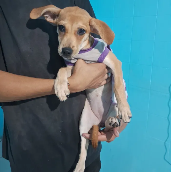 Cachorro raça SRD-ViraLata idade 2 a 6 meses nome Mel