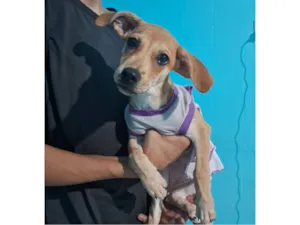 Cachorro raça SRD-ViraLata idade 2 a 6 meses nome Mel