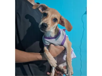 Cachorro raça SRD-ViraLata idade 2 a 6 meses nome Mel