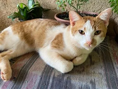 Gato raça SRD-ViraLata idade 2 a 6 meses nome Amarelinho