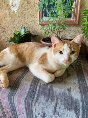 Gato raça SRD-ViraLata idade 2 a 6 meses nome Amarelinho