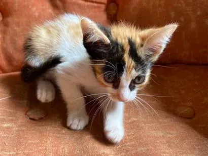 Gato raça SRD-ViraLata idade 2 a 6 meses nome Filhote tricolor