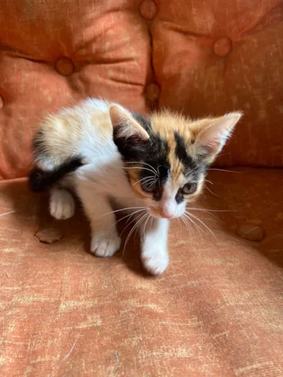 Gato raça SRD-ViraLata idade 2 a 6 meses nome Filhote tricolor