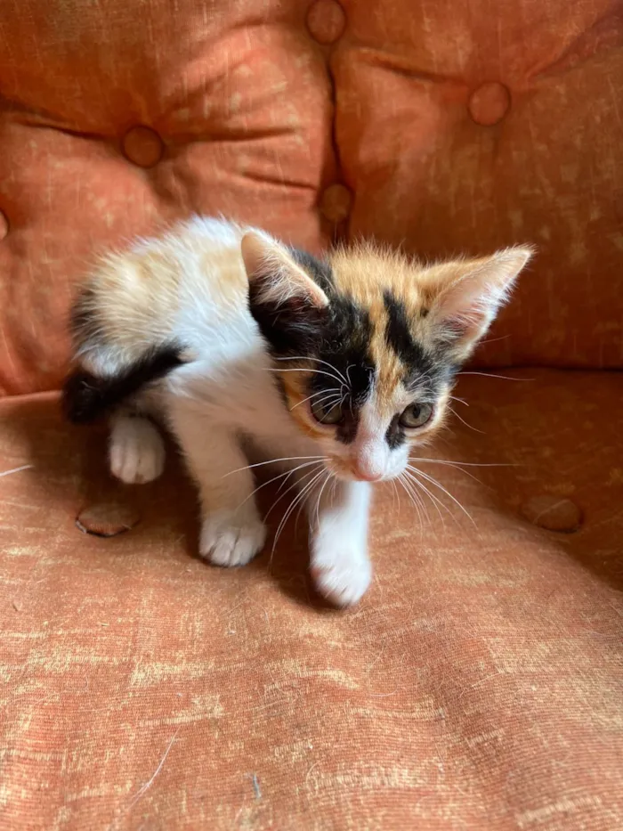 Gato raça SRD-ViraLata idade 2 a 6 meses nome Filhote tricolor