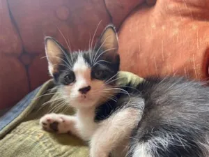 Gato raça SRD-ViraLata idade 2 a 6 meses nome Luna