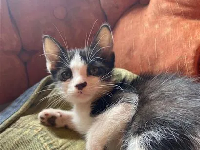 Gato raça SRD-ViraLata idade 2 a 6 meses nome Luna