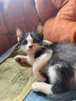 Gato raça SRD-ViraLata idade 2 a 6 meses nome Luna