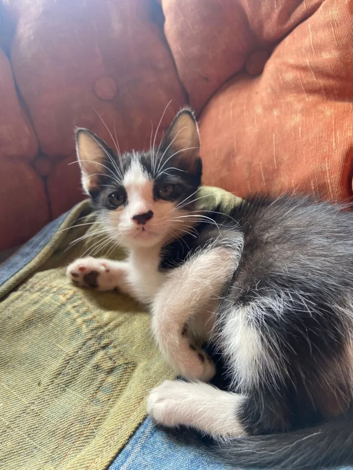 Gato raça SRD-ViraLata idade 2 a 6 meses nome Luna