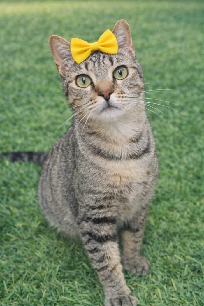 Gato raça SRD-ViraLata idade 1 ano nome Jenna