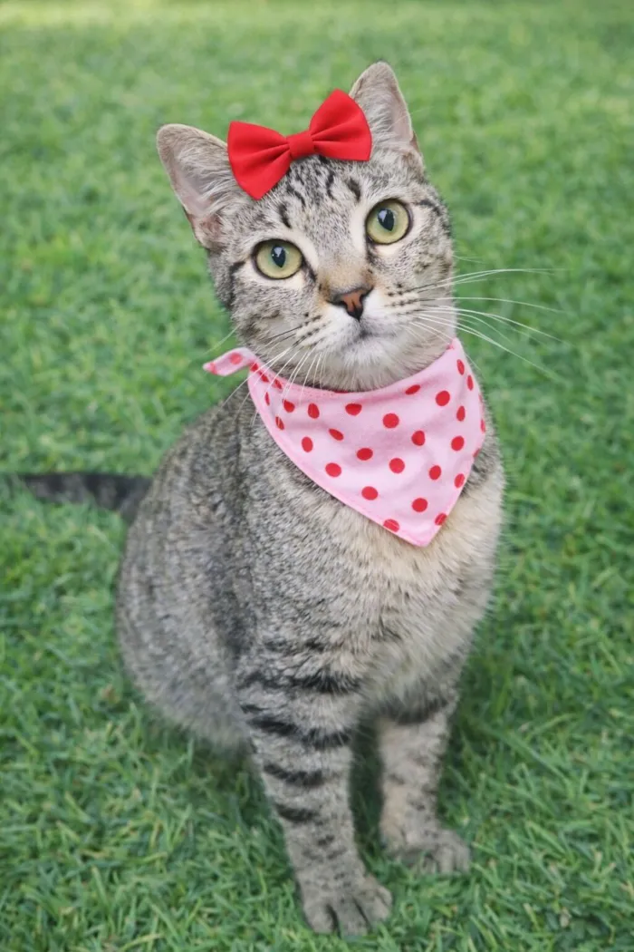 Gato raça SRD-ViraLata idade 1 ano nome Jenna