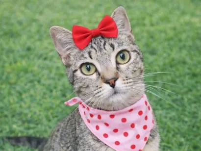 Gato raça SRD-ViraLata idade 1 ano nome Jenna