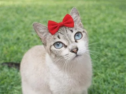 Gato raça SRD-ViraLata idade 1 ano nome Lara 