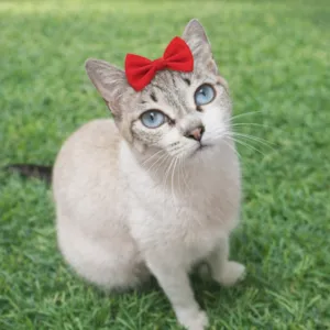 Gato raça SRD-ViraLata idade 1 ano nome Lara 