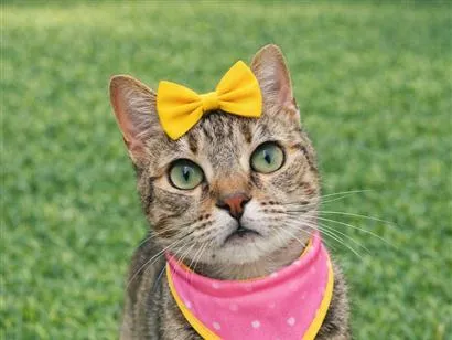 Gato raça SRD-ViraLata idade 2 anos nome Lilian 