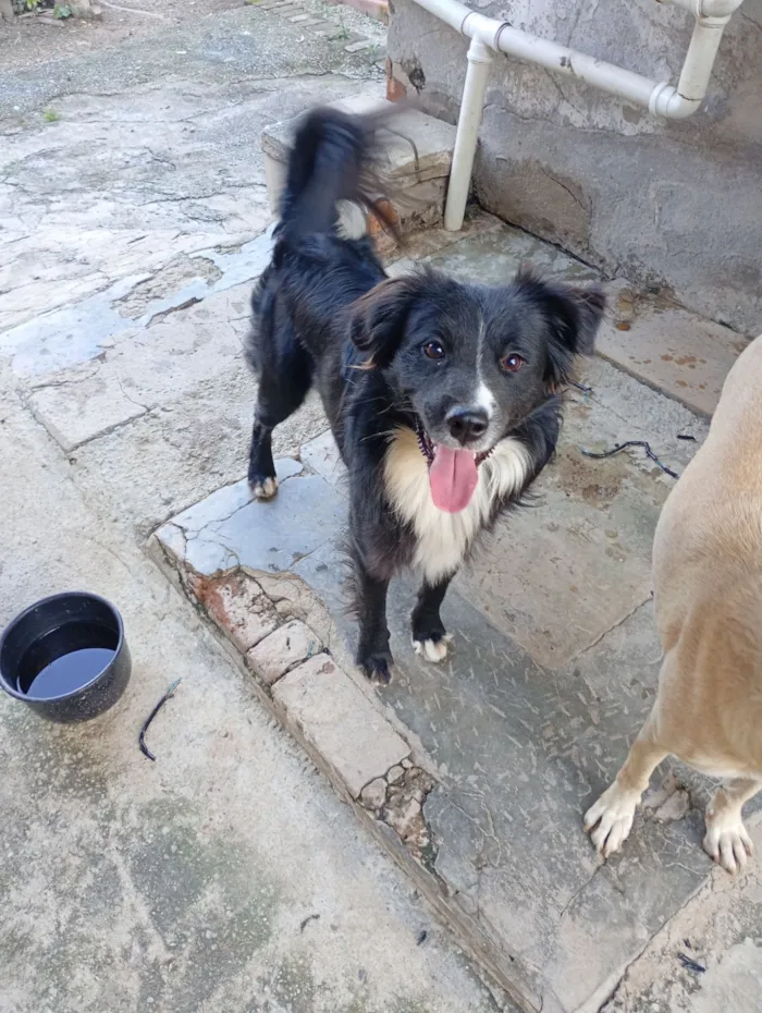 Cachorro raça SRD-ViraLata idade 1 ano nome Toby