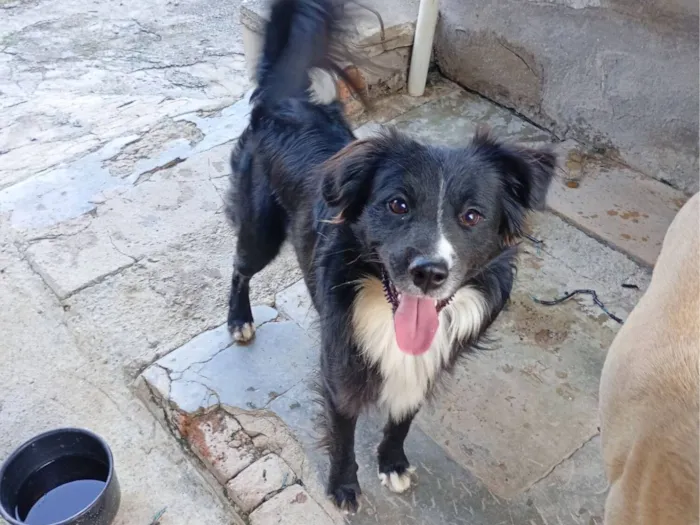 Cachorro raça SRD-ViraLata idade 1 ano nome Toby