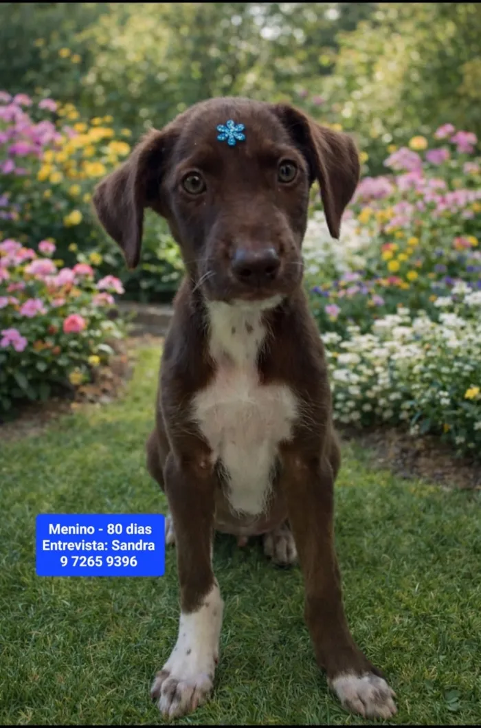 Cachorro raça SRD-ViraLata idade 2 a 6 meses nome Chico