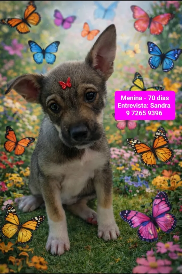 Cachorro raça SRD-ViraLata idade 2 a 6 meses nome Flora