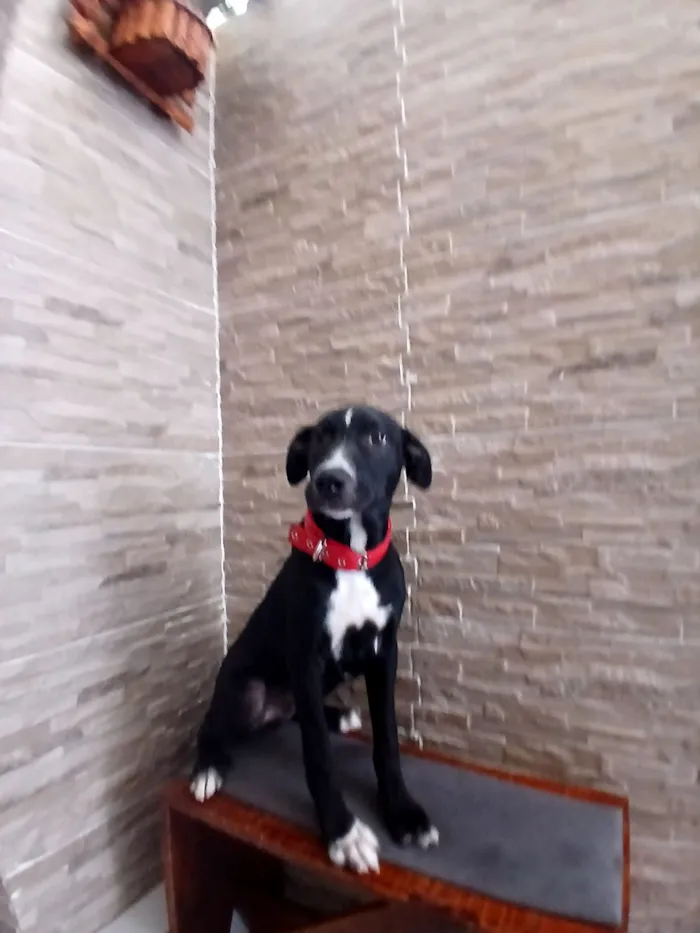 Cachorro raça SRD-ViraLata idade 2 a 6 meses nome Rex