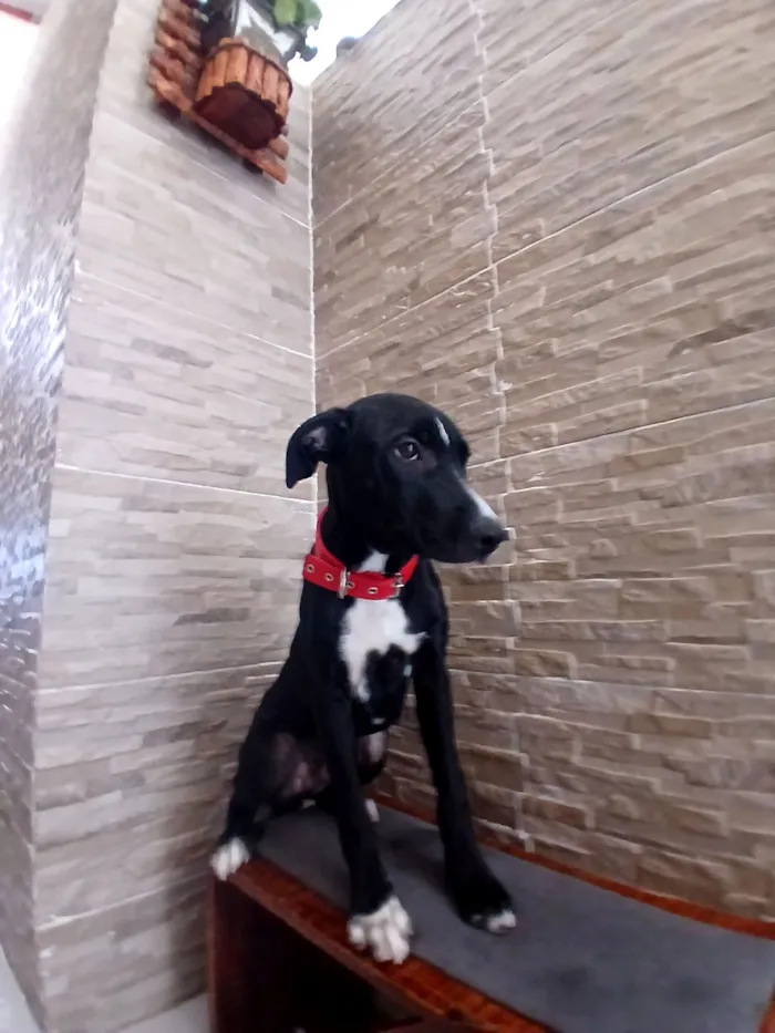 Cachorro raça SRD-ViraLata idade 2 a 6 meses nome Rex
