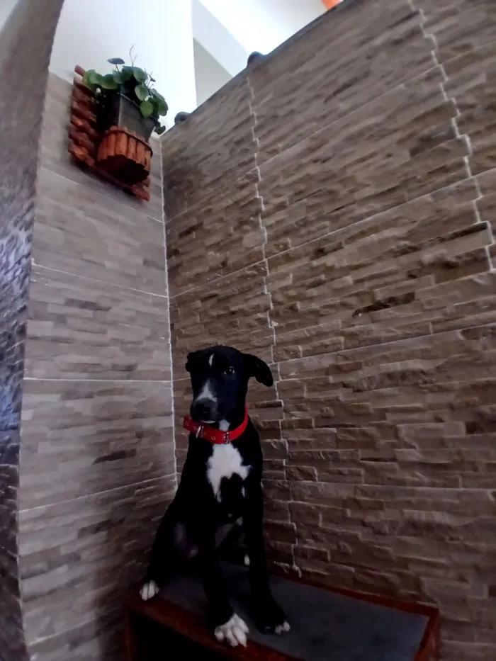 Cachorro raça SRD-ViraLata idade 2 a 6 meses nome Rex