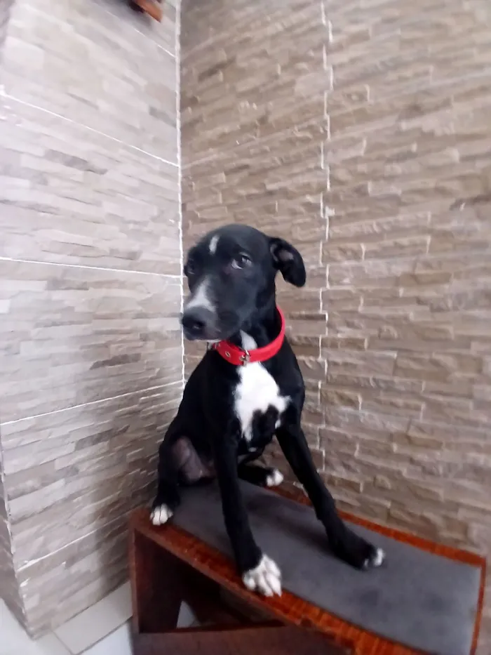 Cachorro raça SRD-ViraLata idade 2 a 6 meses nome Rex