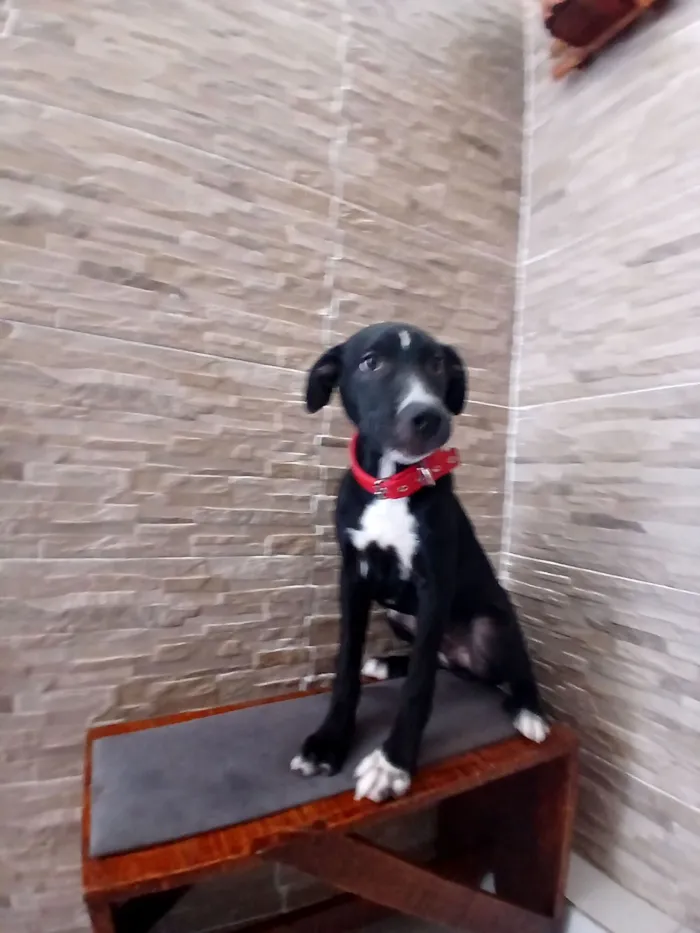 Cachorro raça SRD-ViraLata idade 2 a 6 meses nome Rex