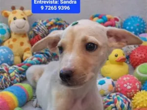 Cachorro raça SRD-ViraLata idade 2 a 6 meses nome Olaf